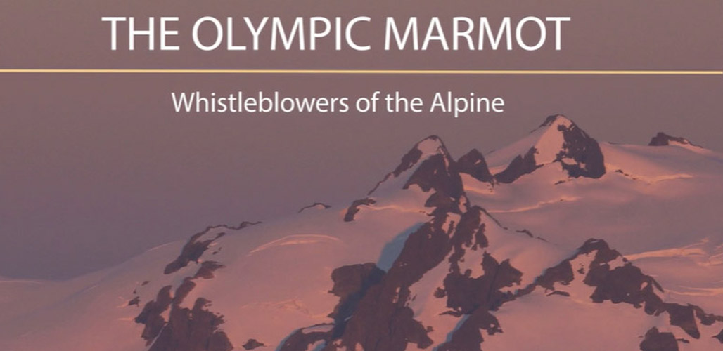 The Olympic Marmot