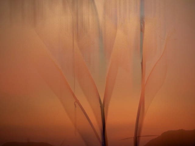 olympic peninsula landscape