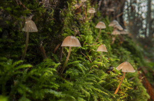 olympic peninsula landscape